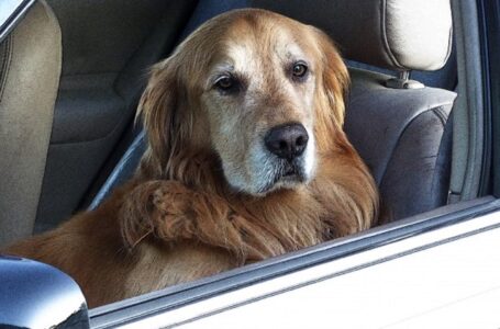 Auto, lasciare il cane solo al caldo è reato: ecco come salvarlo. I consigli dell’Oipa